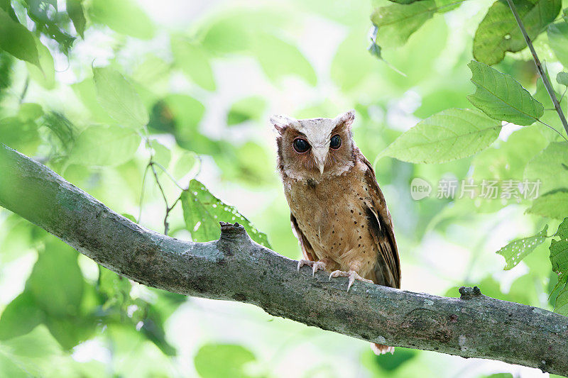 夜行鸟:成年白额镜鸮(Otus sagittatus)。